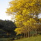 Ipê florido amarelo