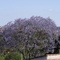 Jacarandá mimoso.