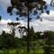 Parque das Araucárias - Apucarana