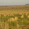 Rolos de feno, Rodovia Camapuã/Chapadão do Sul - MS / Brasil