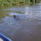 Capivara no Rio Piquiri-MT