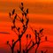 Garceiro ao Pôr do Sol
