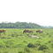 Fazenda Eliléia
