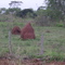 Cupinzeiros