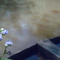 Rio Apa