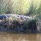 Alligator in South Mississippi