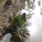 Bayou in South Mississippi