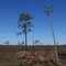 Sandhill Crane NWR
