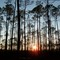 Mississippi Sandhill Crane Reserve Sunset in St. Martin, Mississippi on Woodlake Lane