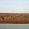 EMAS (Rhea americana)