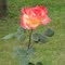 Rosa mista - Rosa spp