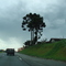 Araucária - Árvore simbolo do Paraná.
