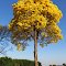 Ipê amarelo florido - entre Cornélio Procópio e Santa Mariana, PR, Brasil.