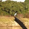 Baixada 2007 - Fauna (Autor: Caio) (não tenho certeza da exata posição)