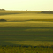Agricultura (cultivo de trigo)