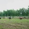 trees, cattle and pasture