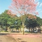 Ipê Rosa-Cianorte-PR