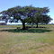 Figueira em Palomas