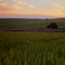 fields around passo fundo