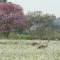 Emas num campo florido e no fundo um pé de ipê roxô - Dourados - Mato Grosso do Sul - Brasil