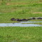bufalos, fazenda sao francisco