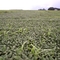 Plantação de Soja ( soybean plantation ) - 4