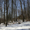 bosque Barnert ave-dia
