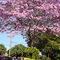 Ipê-roxo - Tabebuia - Rua Ponta Porã - Dourados - MS - Brazil