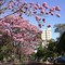 Ipê rôxo na Rua Antonio de Carvalho - Dourados - Mato Grosso do Sul - MS - Brazil