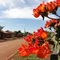 Uma flor, alguém sabe o nome? - Dourados - Mato Grosso do Sul - Brasil