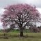 Paineira na Fazenda Marcelina - Itaporã - Mato Grosso do Sul - Brasil