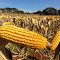 Plantação de milho pronto para Um dia de campo - Distrito de Indápolis - Dourados - Mato Grosso do Sul - Brasil