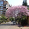 Belezas da Primavera - Lajeado/RS