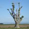 Umbú - Phytolacca dioica