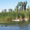Swans on Sandy Creek