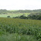 Sorgo Forrageiro na Linha Gramado - Paulo Bento