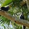 Cayman Lodge, Pantanal