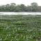 Lake covered with water lilies