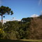 Mata de Araucárias