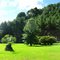 Floresta de Pinus