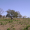 Area Rural São Gabriel do Oeste MS, BRA