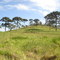 Araucárias