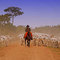 Cattle Drive