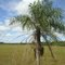 PALMEIRA , COQUINHO TAMBÉM CHAMADO DE BOCAIUVA NO PANTANAL,  NA RODOVIA  BR 419  CHEGANDO EM AQUIDAUANA MATO GROSSO DO SUL – BRAZIL