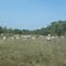 Vacada de Cria três Lagoas MS