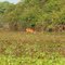 VEADO PANTANEIRO  NO RIO PIQUIRI (PANTANAL MT)