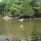 TUIUIU  NO RIO PIQUIRI (PANTANAL MT)