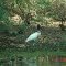 Tuiuiú do Pantanal