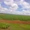 Primavera do Leste - MT