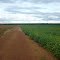 lavoras de soja do grupo agrobravin proximo PV.D.L